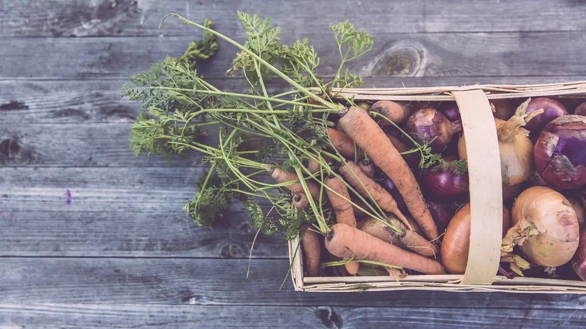 Fresh carrots, beets and herbs in a wooden basket on a rustic table